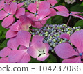 Hydrangea 5 104237086