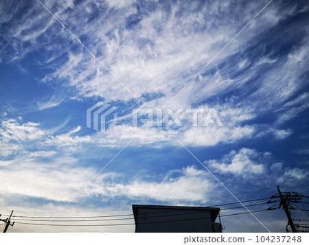 觸鬚 觸鬚 104237248