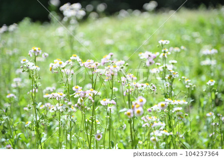 Harujion Himejoon Harujion Himejoon 104237364