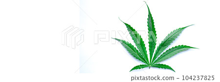 Green leaf of narcotic marijuana isolated on white background closeup 104237825