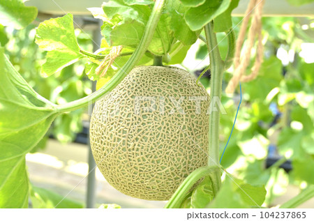 Cantaloupe in a vinyl house/Harvested cantaloupe/House melon 104237865