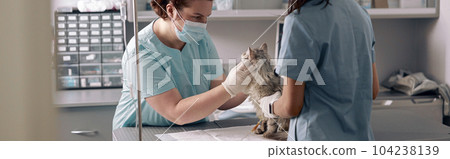 Nurse holds fluffy cat while veterinarian examines animal in hospital 104238139