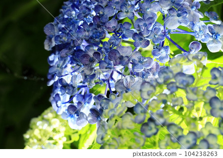 hydrangea   104238263
