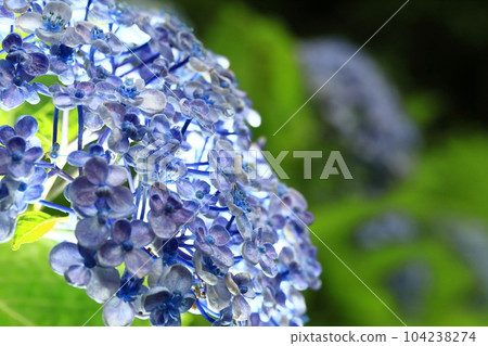 繡球 104238274