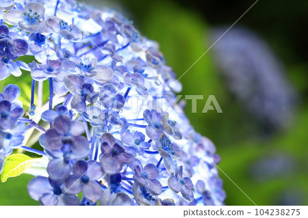 繡球 104238275