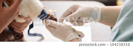 Doctor gives injection to cat with tourniquet on paw with nurse help in vet hospital 104238358