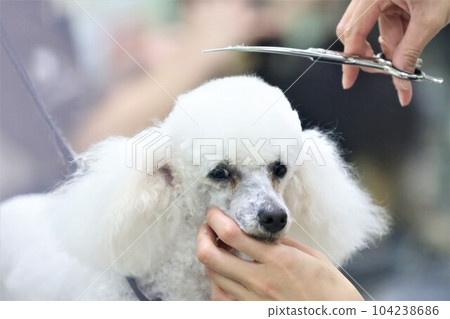 Bailey-kun，一隻正在修剪的白色玩具貴賓犬看起來很可愛♡ 104238686