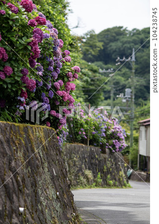 鎌倉六月瑞泉寺26 104238745