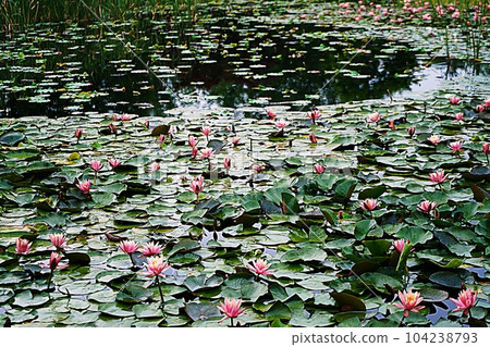 water lily flower water lily flower 104238793