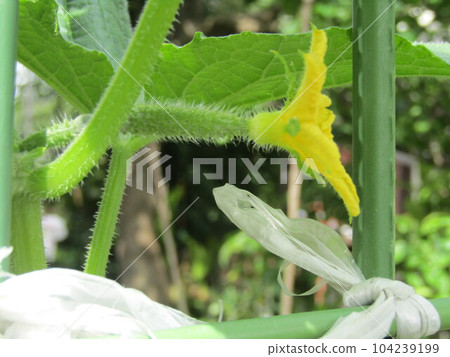 黃瓜黃色花結果實 104239199