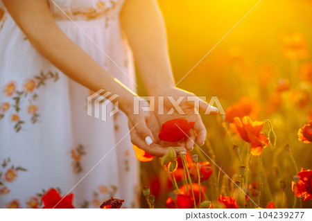 Woman hand touching poppy flowers in the field at sunset. 104239277