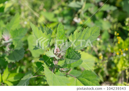 Chromosa 豆芽 104239343