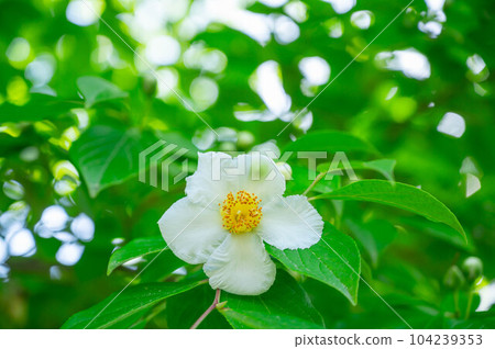 夏椿 夏椿 104239353