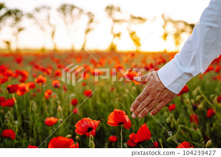 Man hand touching poppy flowers in the field in summertime. Poppy field at sunset. Man hand touching poppy flowers in the field in summertime. Poppy field at sunset. 104239427