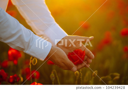 Man hand touching poppy flowers in the field in summertime. Poppy field at sunset. Man hand touching poppy flowers in the field in summertime. Poppy field at sunset. 104239428