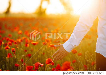 Man hand touching poppy flowers in the field in summertime. Poppy field at sunset. 104239429