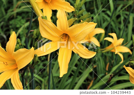 雨季盛開的萱草花治愈公園 雨季盛開的萱草花治愈公園 104239443