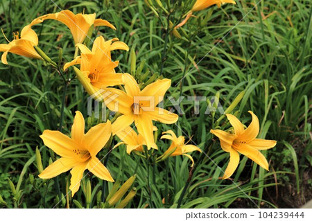 雨季盛開的萱草花治愈公園 104239444