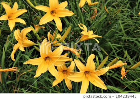 雨季盛開的萱草花治愈公園 雨季盛開的萱草花治愈公園 104239445