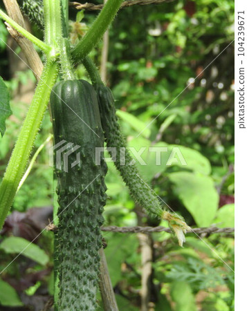 Purchased cucumber seedlings bear fine fruit 104239671