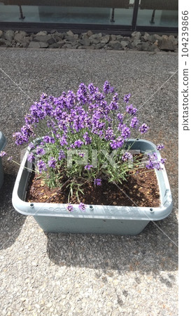 lavender 104239866