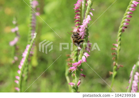 A honey bee sucking nectar from a pink flower of the Nephrustella flower blooming in a field in early summer 104239916