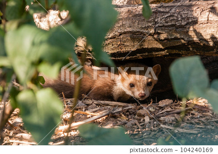 A ferret close-up sits under a log 104240169