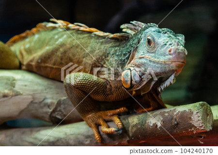 The iguana lizard sits on a close-up branch The iguana lizard sits on a close-up branch 104240170