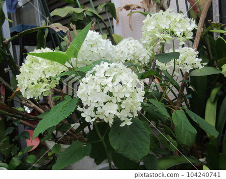 Annabelle hydrangea whose flower color has started to change from white to green Annabelle hydrangea whose flower color has started to change from white to green 104240741