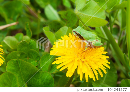 frog and dandelion frog and dandelion 104241277