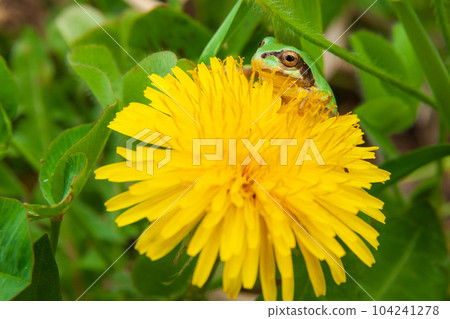 frog and dandelion frog and dandelion 104241278
