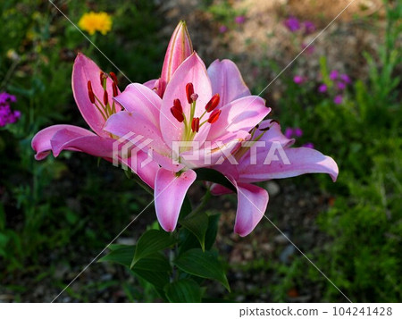 清晨陽光下的粉色蘇卡西百合（桃水印百合花） 104241428