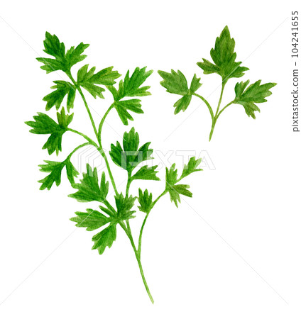 hand drawn watercolor illustration of italian parsley 104241655