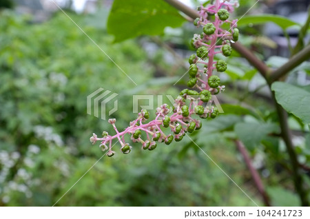 Immature fruit of pokeweed Immature fruit of pokeweed 104241723