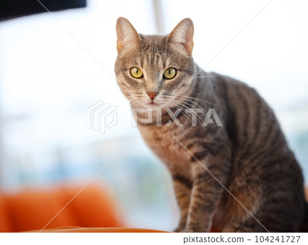 Grey Cat at home. Home comfort and rest. 104241727