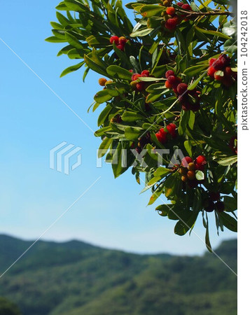 彩色果子的楊梅（初夏的山脈和朝陽下的楊梅樹） 104242018
