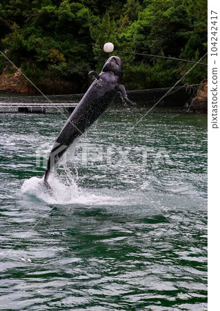 Geisha!! Captivating powerful jumps... False killer whale Geisha!! Captivating powerful jumps... False killer whale 104242417