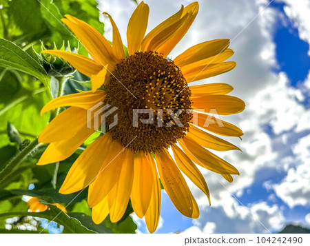 September sunflower September sunflower 104242490