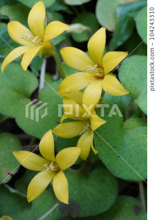 Miyamakonasubi（宮山小茄子）的黃花 104243310