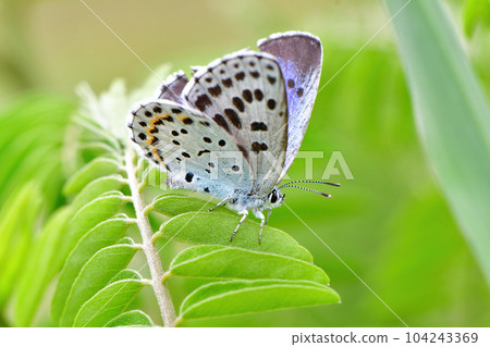 棲息於長野縣和阿甦的珍稀瀕危蝴蝶 104243369