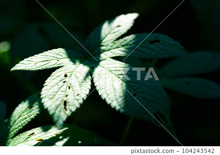 Autumn Leaves ~ Cana Namgra ~ Autumn Leaves ~ Cana Namgra ~ 104243542