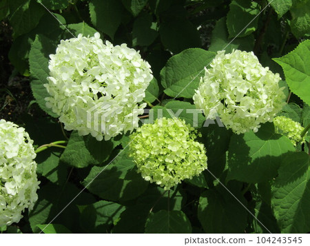 Annabelle hydrangea whose flower color has started to change from white to green Annabelle hydrangea whose flower color has started to change from white to green 104243545