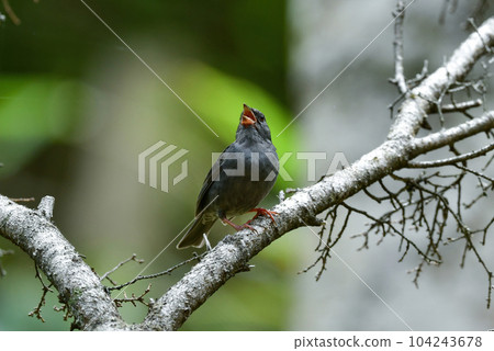 Kuroji, a small bird that sings beautifully in the highlands of early summer such as Shiga Kogen and Kamikochi 104243678