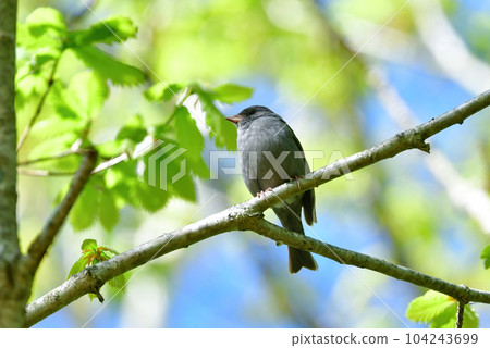 Kuroji, a small bird that sings beautifully in the highlands of early summer such as Shiga Kogen and Kamikochi Kuroji, a small bird that sings beautifully in the highlands of early summer such as Shiga Kogen and Kamikochi 104243699