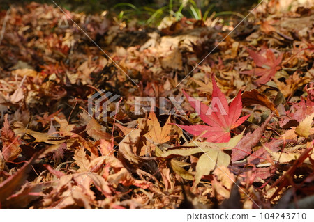 Autumn leaves of mountain path Autumn leaves of mountain path 104243710