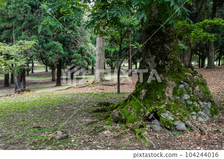 An old tree with a stone at its base, Nara Park 104244016