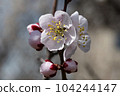 Plum blossoms 104244147