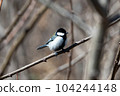 Great tit 104244148