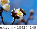 A bee 104244149