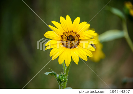 Sunflowers blooming in a garden 104244207